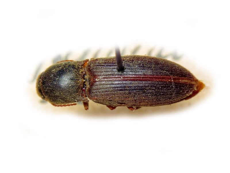 Agriotes tadzhikistanicus
